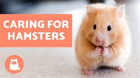 x hamters.com|How to Care for Pet Hamsters .